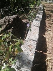 Carlowrightia parviflora