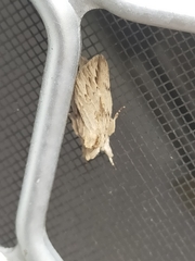 Ecnomodes sagittaria