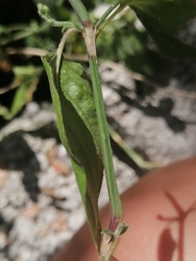 Carlowrightia parviflora