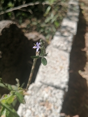 Carlowrightia parviflora