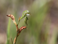 Pterostylis pusilla