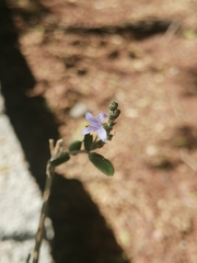 Carlowrightia parviflora