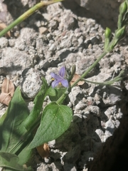 Carlowrightia parviflora