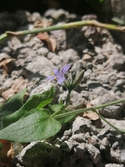 Carlowrightia parviflora
