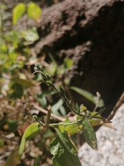 Carlowrightia parviflora