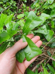 Cupaniopsis wadsworthii