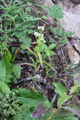 Achillea ptarmicoides