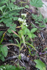 Achillea ptarmicoides
