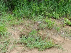 Varanus albigularis albigularis
