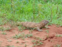 Varanus albigularis albigularis