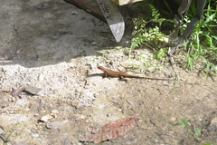 Eutropis