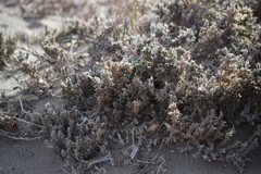 Crucianella maritima