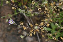 Spergularia bocconei