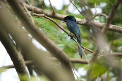 Dicrurus remifer tectirostris