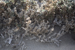 Crucianella maritima