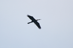 Anhinga melanogaster