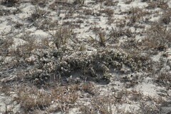 Crucianella maritima