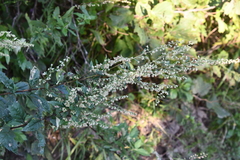 Artemisia stolonifera