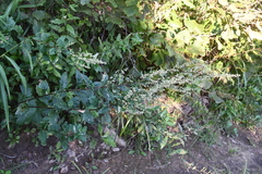 Artemisia stolonifera