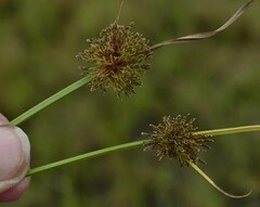 Cyperus difformis