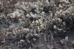 Crucianella maritima