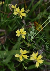 Goodenia fascicularis