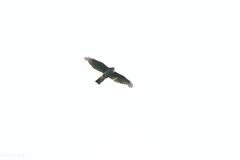 Accipiter gularis