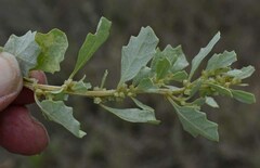Atriplex muelleri
