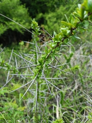 Gymnosporia polyacantha