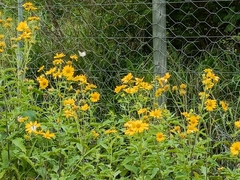 Verbesina encelioides