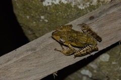 Polypedates otilophus