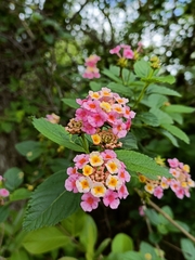 Lantana camara