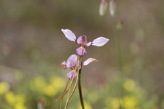 Diuris daltonii