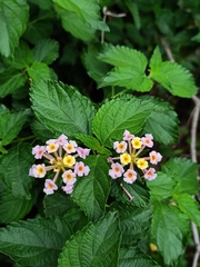 Lantana camara