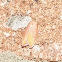 Ptyoptila matutinella