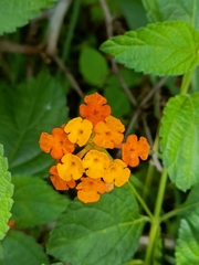 Lantana camara