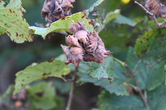 Corylus heterophylla