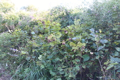 Corylus heterophylla