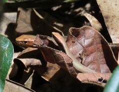 Lampropholis coggeri