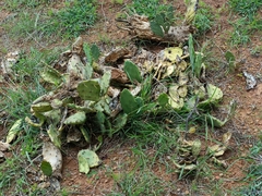Opuntia stricta