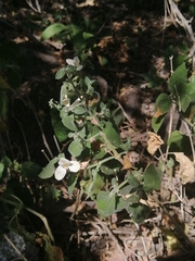 Carlowrightia neesiana