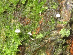 Mycena mirata