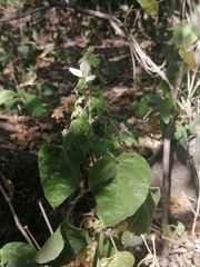 Carlowrightia neesiana