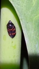 Okiscarta uchidae
