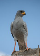 Melierax poliopterus