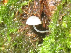 Mycena mirata