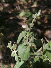 Carlowrightia neesiana