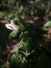 Carlowrightia neesiana