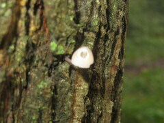 Mycena mirata