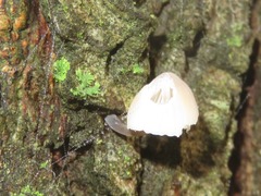 Mycena mirata